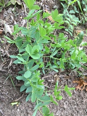 Baptisia australis