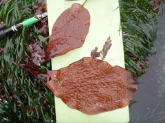 Chondracanthus