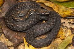 Malayan Mountain Keelback photo 1