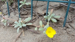 Camissoniopsis cheiranthifolia cheiranthifolia