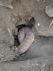 Crotalus ruber ruber