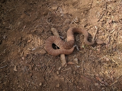 Crotalus ruber ruber