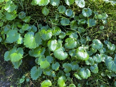 Micranthes mertensiana