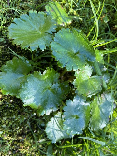 Micranthes mertensiana, photograph 1