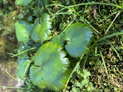 armeria, CC BY, iNaturalist via GBIF Micranthes mertensiana, photograph armeria, CC BY, iNaturalist via GBIF