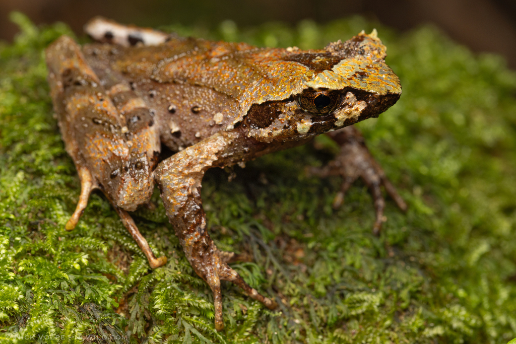 Grillitschia longipes