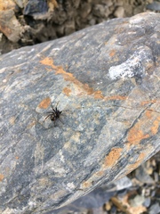 Steatoda ancorata