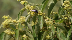 Copestylum mexicanum