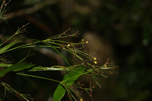 Exocarya sclerioides observed 2024-04-06