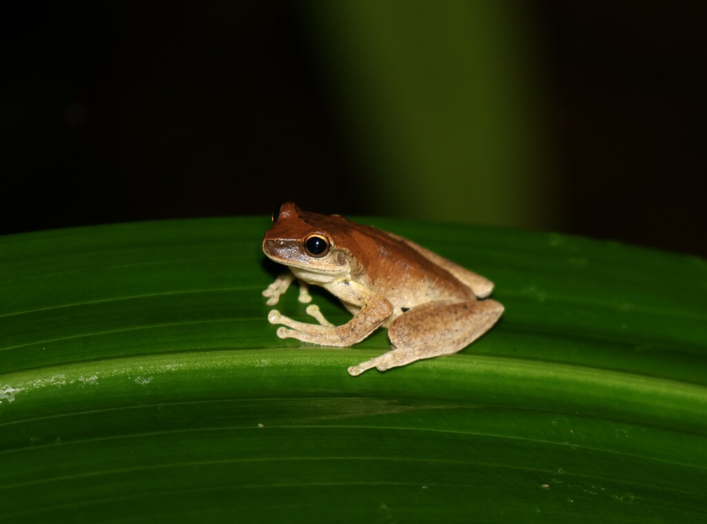 Whirring Tree Frog from Lamington, Guanaba-Springbrook, Queensland ...