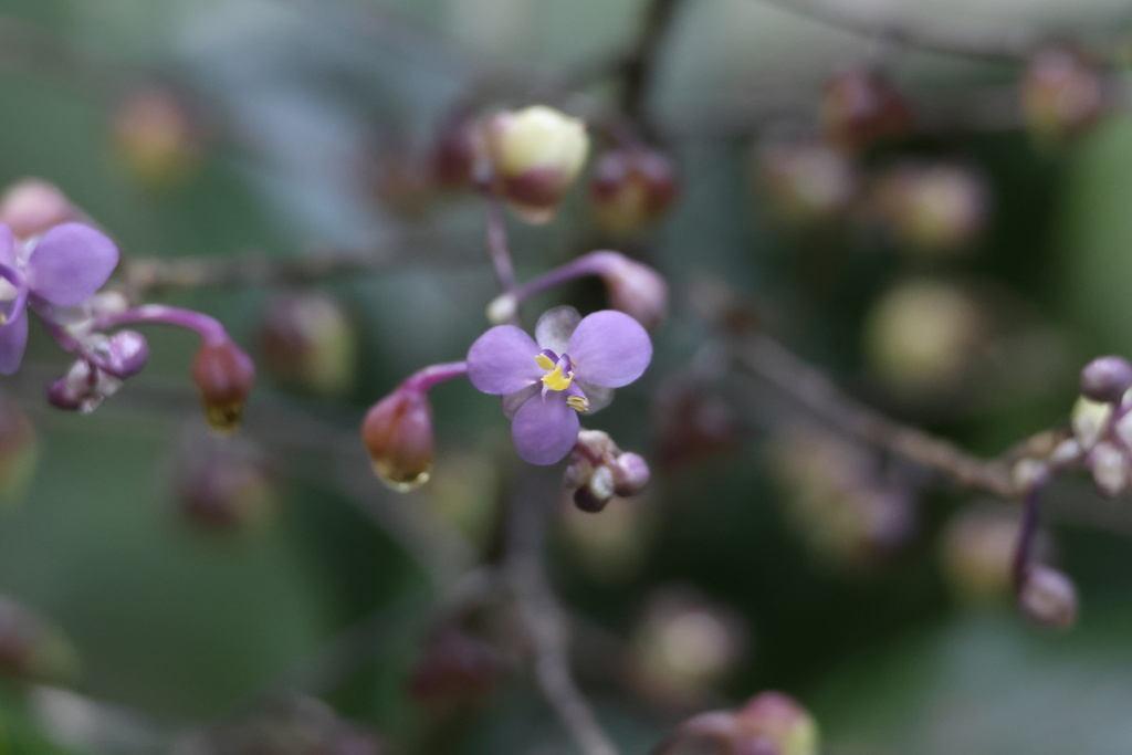 Dictyospermum conspicuum (Dictyospermum conspicuum)