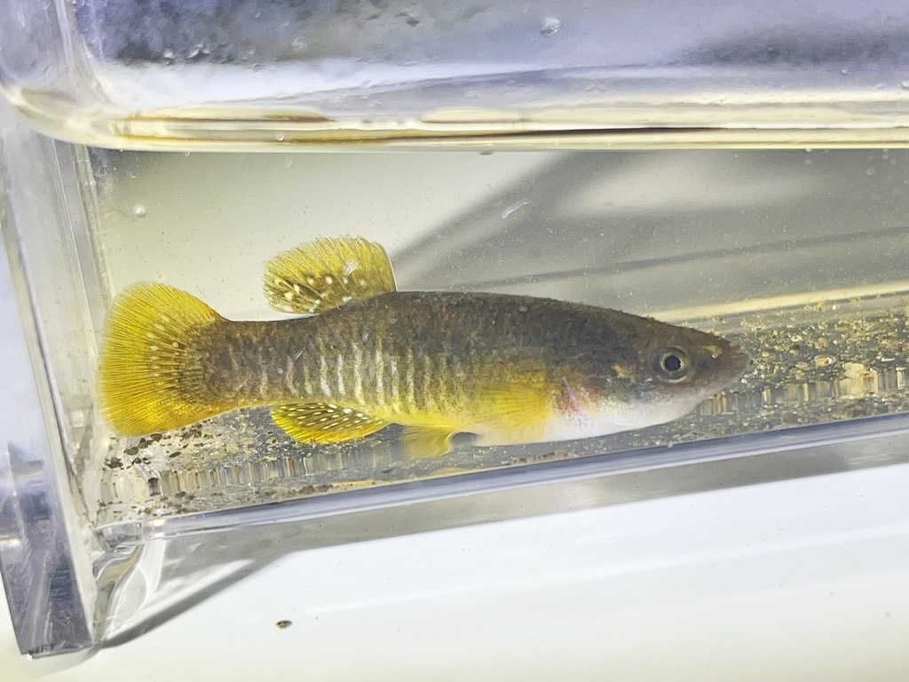 Bayou killifish (Fundulus pulvereus) — Fundulidae