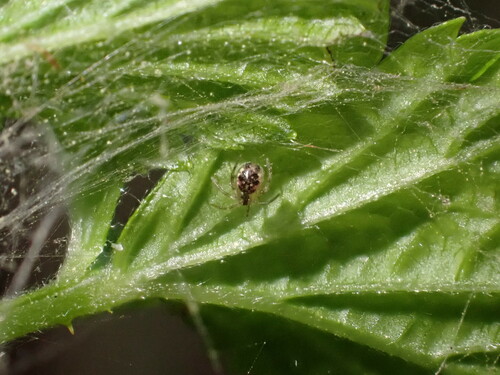 Common six-spotted cobweaver photo 3