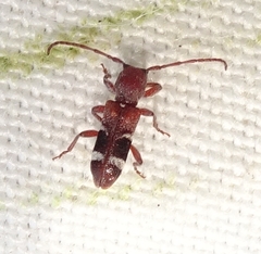 Psenocerus supernotatus