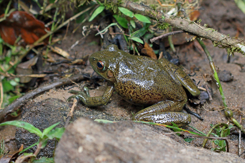 Boophis goudotii
