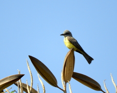 Tyrannus melancholicus