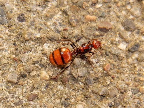 Southern Ant photo 4