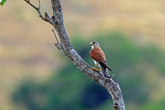 Malagasy Kestrel photo 5