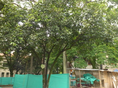 Diospyros nigra