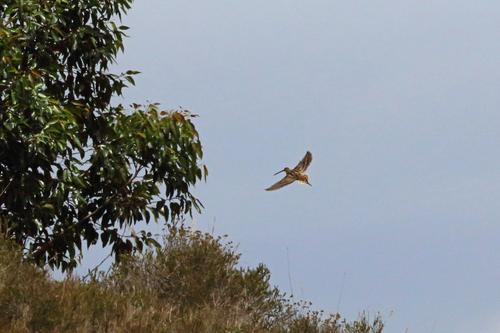 Madagascar Snipe (Gallinago macrodactyla), photo 5