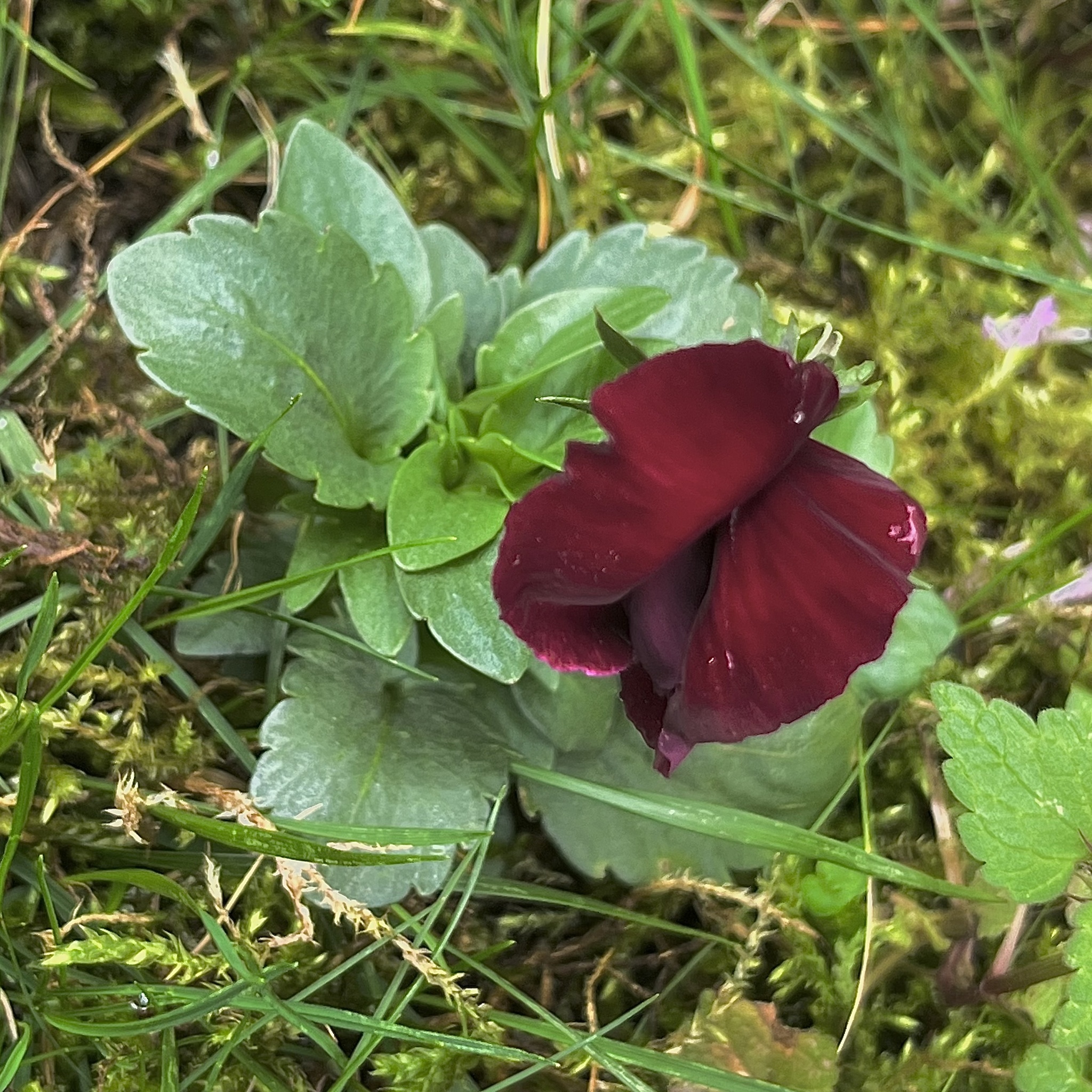 Imagem de Violeta