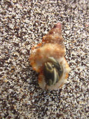 Dulcerana granularis