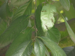 Diospyros nigra