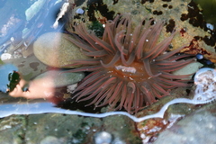 Anthopleura michaelseni