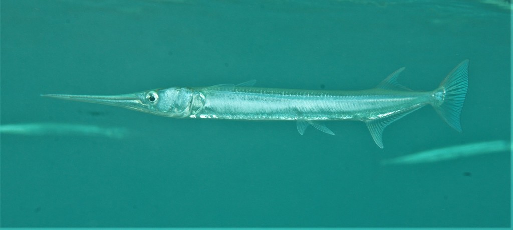 Driller's long-tom (Strongylura incisa) — Belonidae