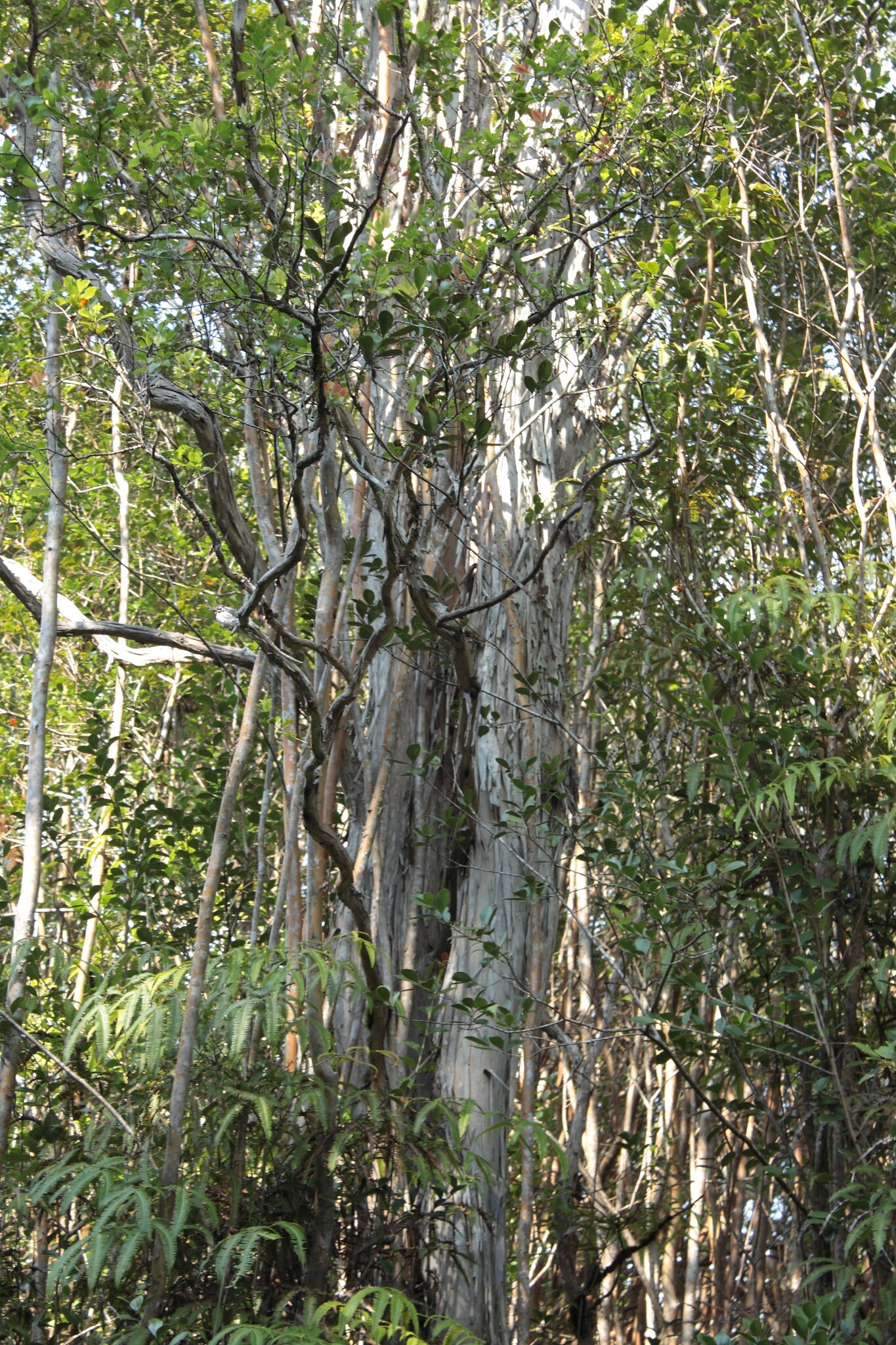 Metrosideros polymorpha var. macrophylla