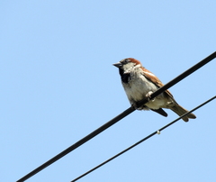 Passer domesticus
