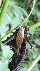 Eneoptera surinamensis