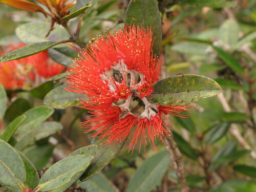 Metrosideros polymorpha var. newellii