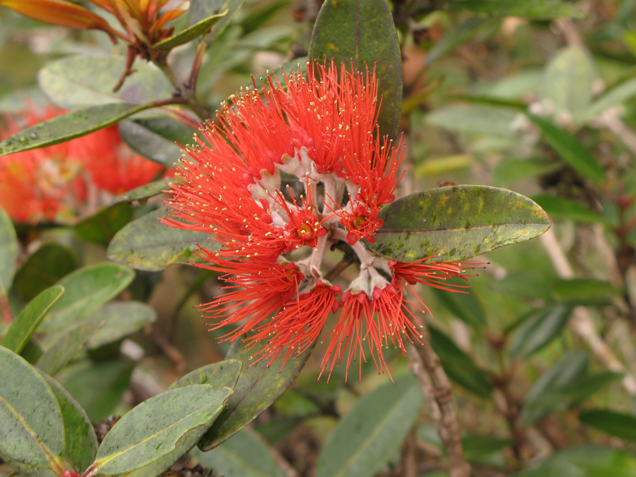 Metrosideros polymorpha var. newellii