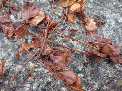 Rubus idaeus strigosus