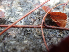 Rubus idaeus strigosus