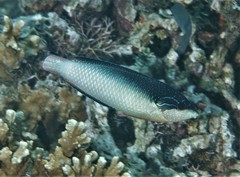 Anampses neoguinaicus