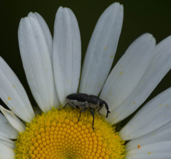 Odontocorynus umbellae