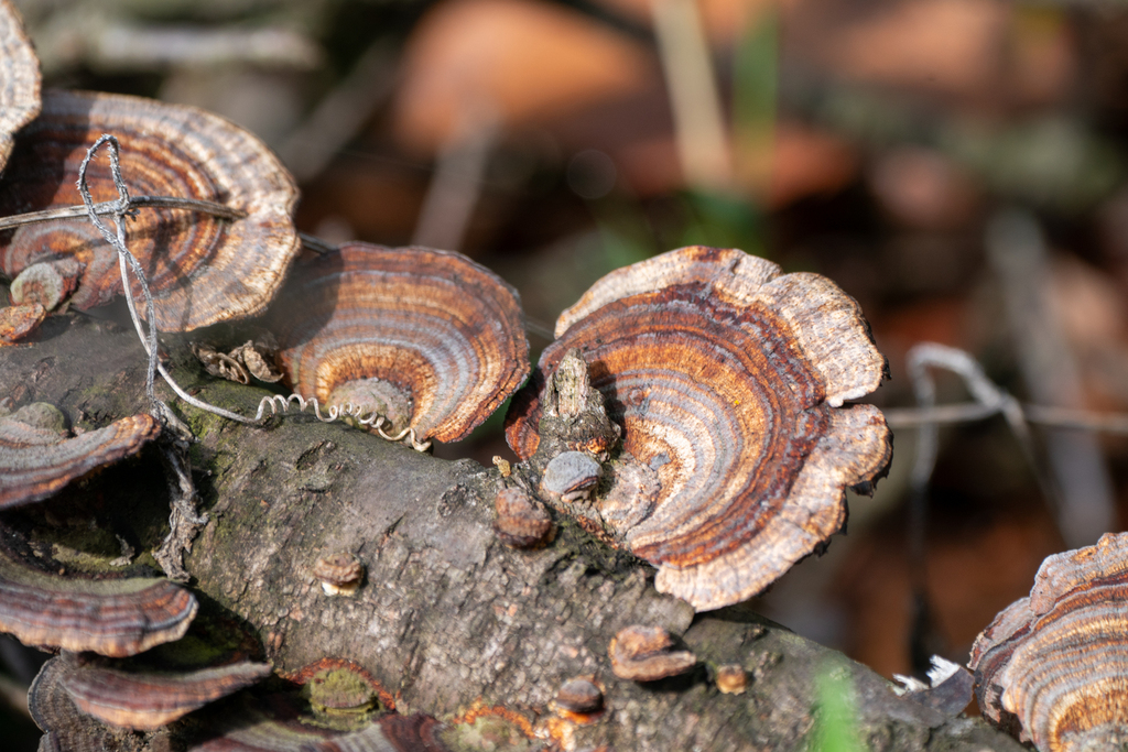 Microporus affinis · April 2024 · photo: © tbc_watanabe (iNaturalist, cc-by)