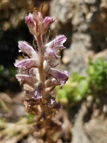 Hairy Broomrape