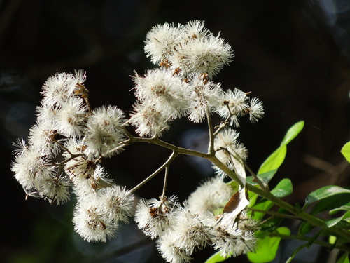 Image of Tarlmounia elliptica by no rights reserved
