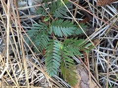Chamaecrista deeringiana