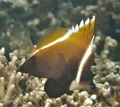 Heniochus varius