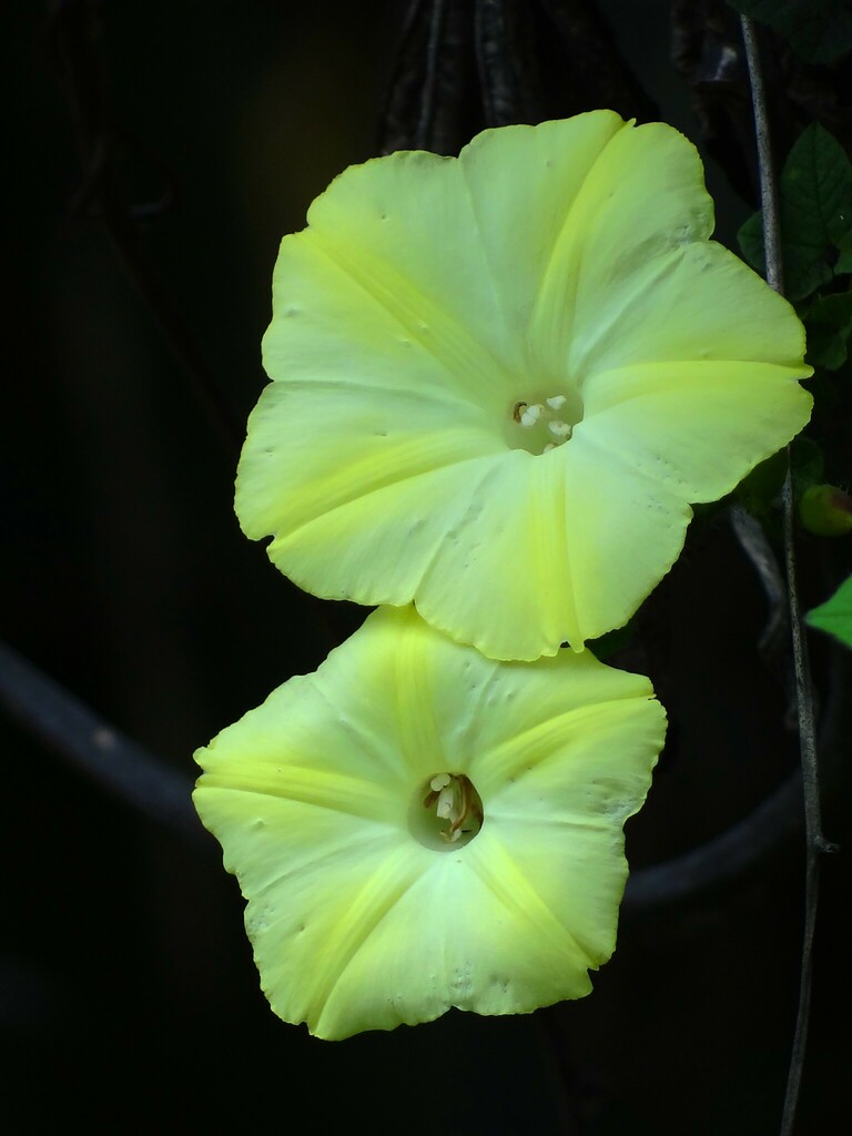 Camonea vitifolia (Camonea vitifolia)