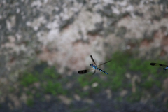 Heliocypha perforata