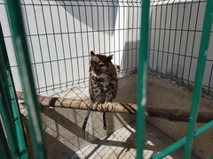 Bubo