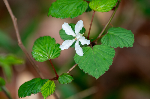 Image of Mayberry (Rubus microphyllus) by (c) WATANABE Hitoshi 渡辺仁, some rights reserved (CC BY)