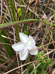 Jacquemontia curtissii