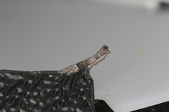 Copamyntis leptocosma