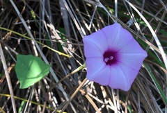 Ipomoea tenuissima
